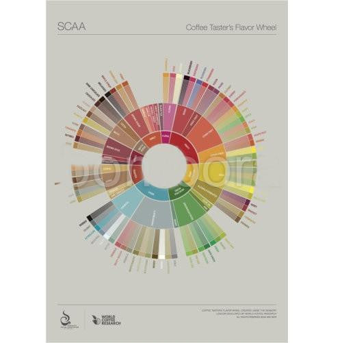 The Coffee Taster's Flavour Wheel Poster - SCAA, Educational Resources, SCAA - Barista Warehouse